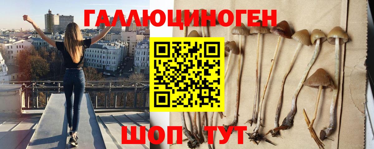 Выборг  Псилоцибиновые грибы GOLDEN TEACHER  Вход с VPN 